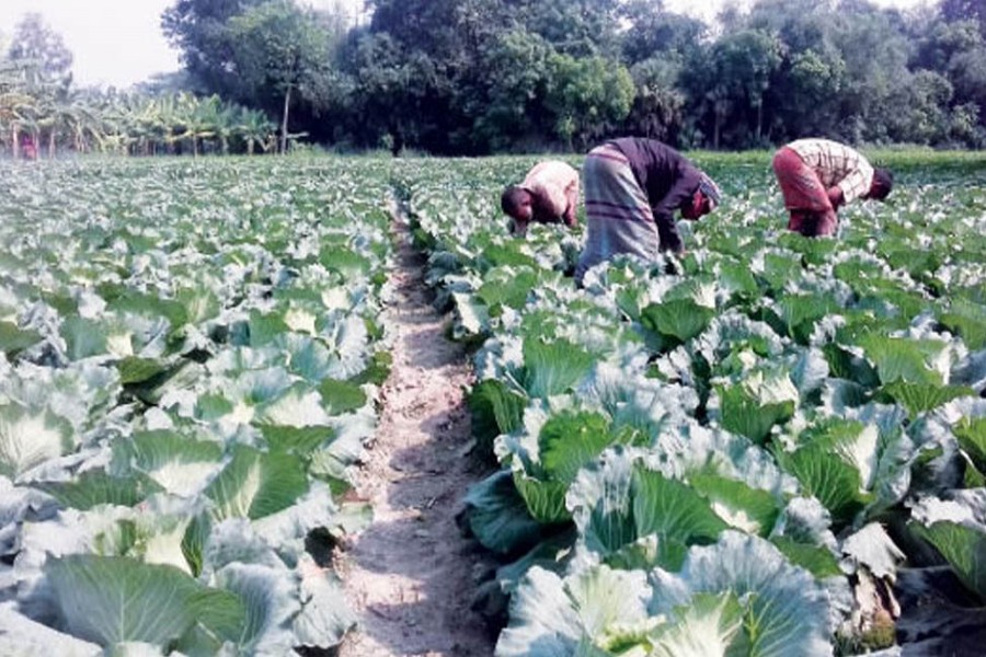 Farmers harvesting early-winter cabbage in a field under Shibganj upazila in Bogura on Tuesday for sale in the market — FE Photo