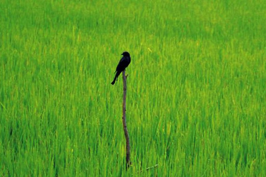 RAJSHAHI: A bird sitting on a pole in a crop field to catch insects — FE Photo