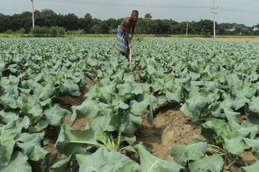 A cauliflower grower taking care of his field in Akkelpur upazila of Joypurhat on Tuesday — FE Photo