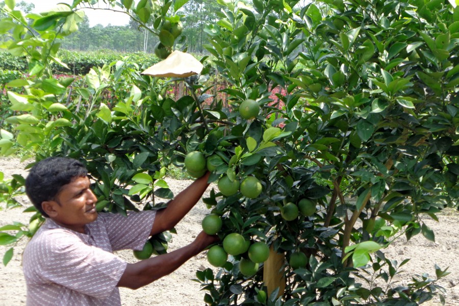 Malta farmer Mamunur Rashid of Parghat village under Mithapukur upazila in Rangpur taking care of a plant at his orchard on Wednesday — FE Photo