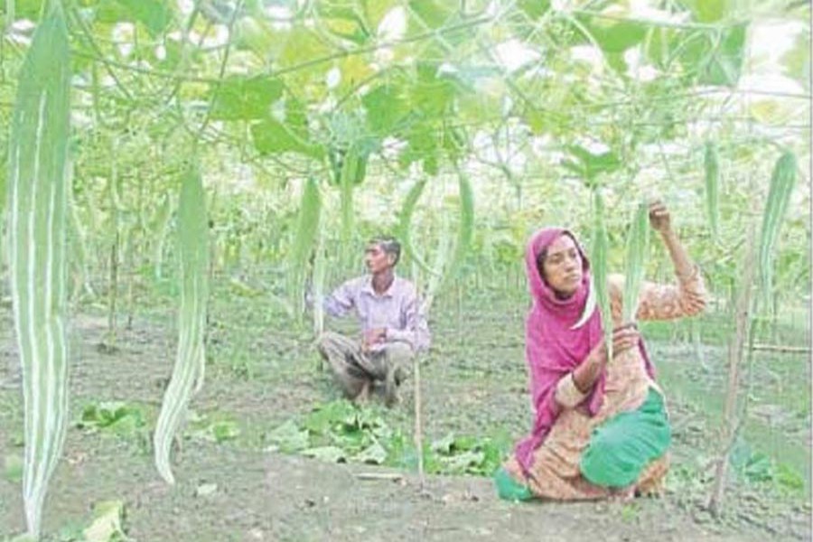 A couple taking care of their snake gourd field in Uttorbhabki village under Kalai upazila of Joypurhat on Saturday — FE Photo