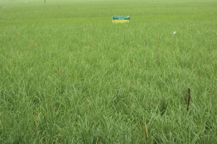 A view of a T-Aman field in Bogura — FE Photo