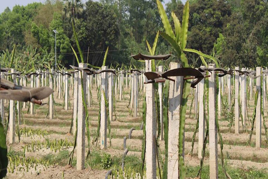 A partial view of a dragon fruit orchard in Raninagar upazila of Naogaon — FE Photo