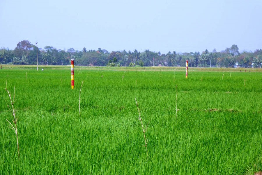 A field of Aman in Beroil village under Magura Sadar where the perching method is being used to control pest — FE Photo