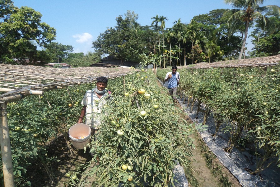 Growers harvesting produce at a high-yielding tomato plot in Sylhet on Wednesday — FE Photo