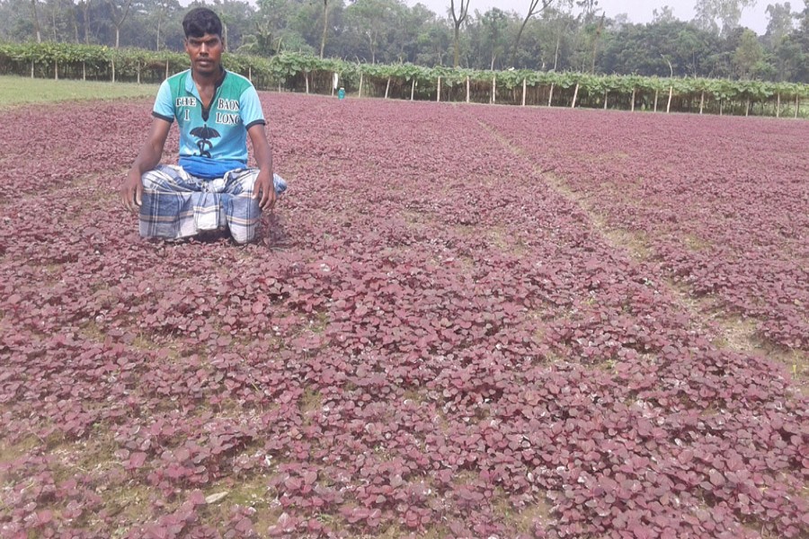 A farmer weeding his red spinach field in Palichara village under Rangpur Sadar on Wednesday — FE Photo