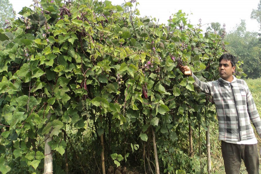 A farmer harvesting bean at his field in Lalpur upazila of Natore on Thursday — FE Photo