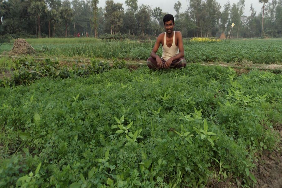 A farmer taking care of his coriander leaf field in Joypurhat on Saturday — FE Photo