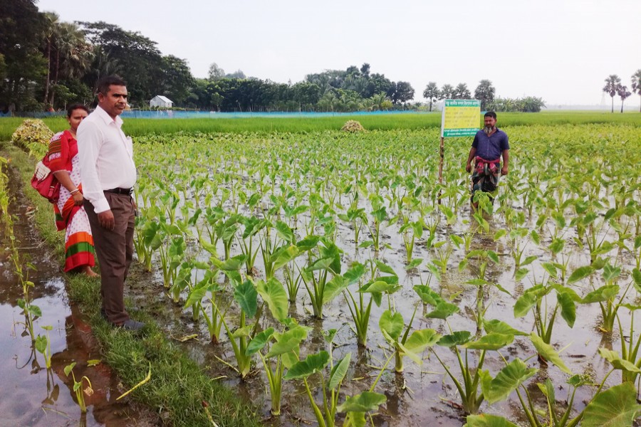 DAE officials talking to an arum grower during a routine field visit to Karpara under Gopalganj Sadar on Sunday — FE Photo
