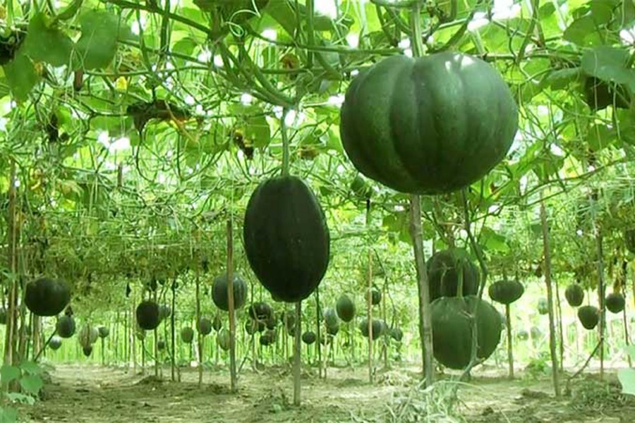 A view of a pumpkin field in Naogaon Sadar — FE Photo