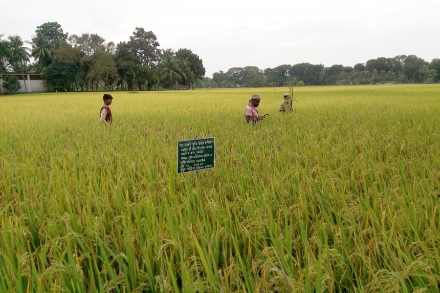 Farm labourers working in a field on the Sadhuhati Foundation Seed Production Farm compound in Dakbangla Bazar under Jhenidah Sadar on Tuesday — FE Photo