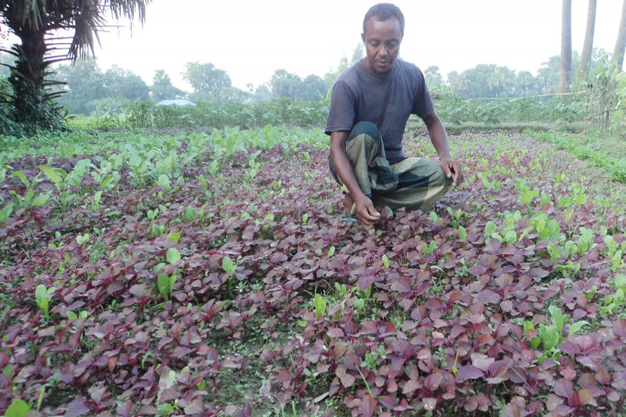 A farmer taking care of his spinach field in Sanjoypur village under Kahaloo upazila of Bogura on Thursday — FE Photo