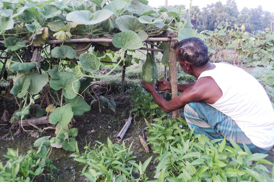 A farmer harvesting bottle gourd at his field in Akkelpur of Joypurhat on Monday — FE Photo