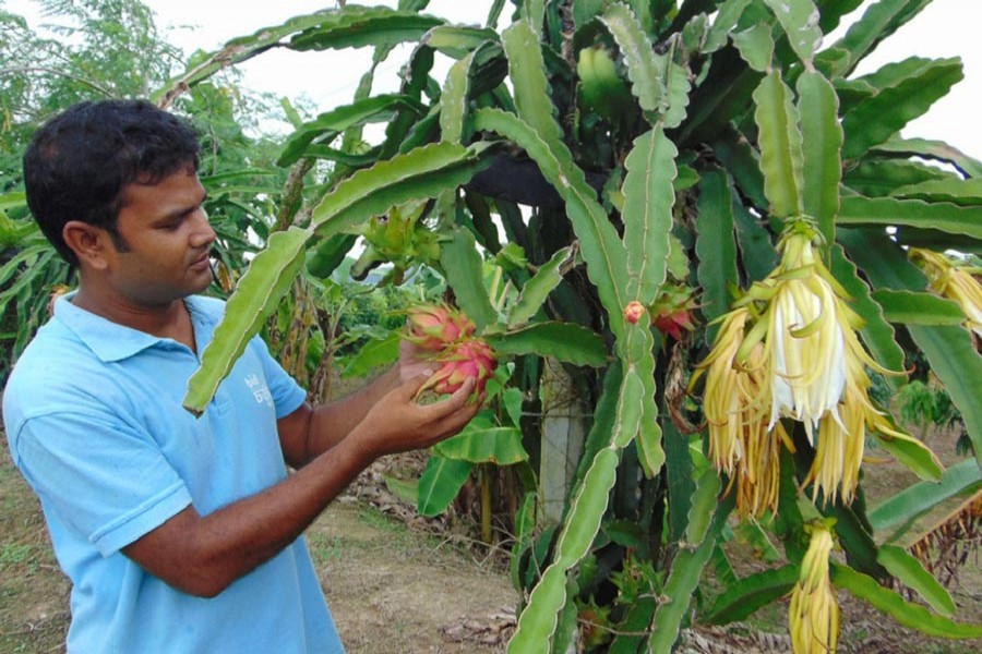 Sohel Rana at his dragon orchard in Rupgram of Naogaon — UNB Photo