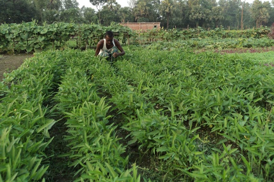 A peasant weeding a piece of water spinach field in Boraigram upazila of Natore on Tuesday — FE Photo