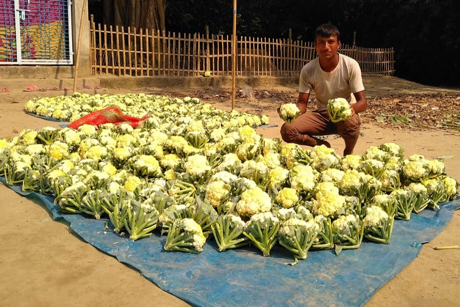 A cauliflower farmer showing his newly-harvested produce in Utholi village under Shibganj upazila of Bogura on Wednesday — FE Photo