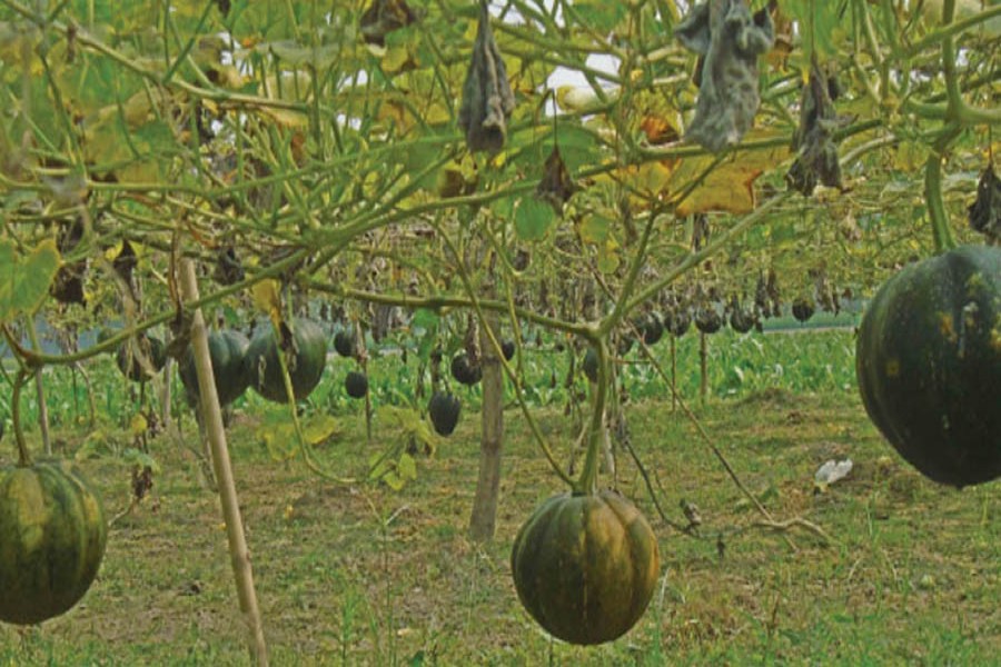 A view of a pumpkin field in Manikpara village under Akkelpur upazila of Joypurhat — FE Photo