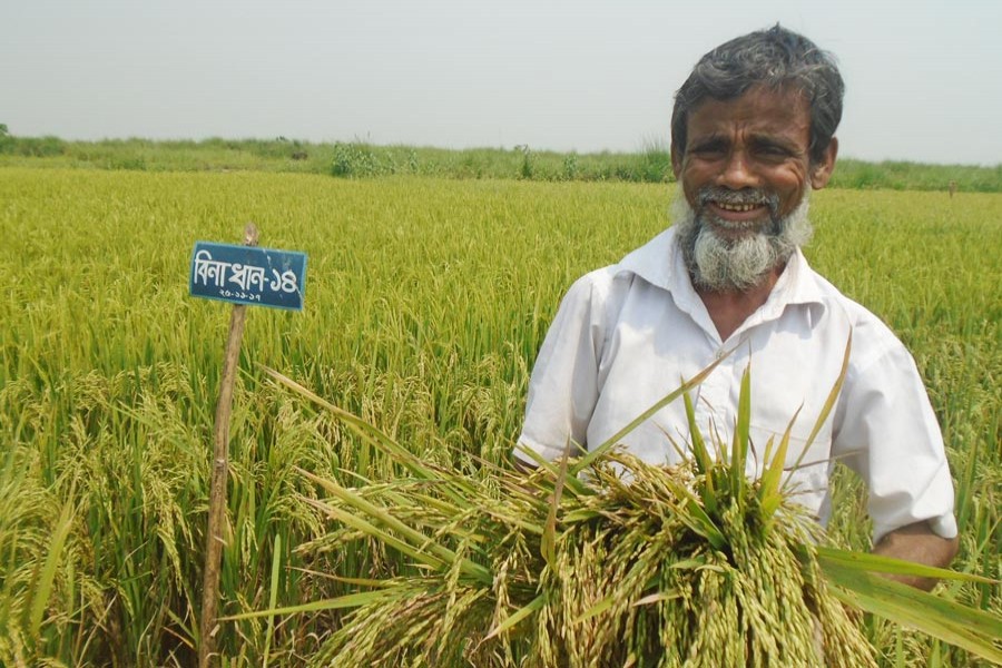 A happy paddy farmer showing his produce at a BINA Dhan-14 field in Sylhet on Wednesday — FE Photo