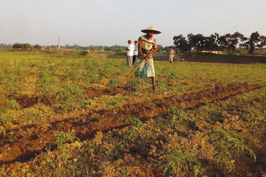 Farm labourers working in a vegetable field in Turukbag village under Golapganj upazila of Sylhet on Thursday — FE Photo