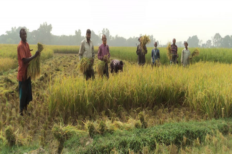 A group of farmers harvesting T-Aman paddy at a field in Gopalpur village under Nandigram upazila of Bogura on Saturday — FE Photo