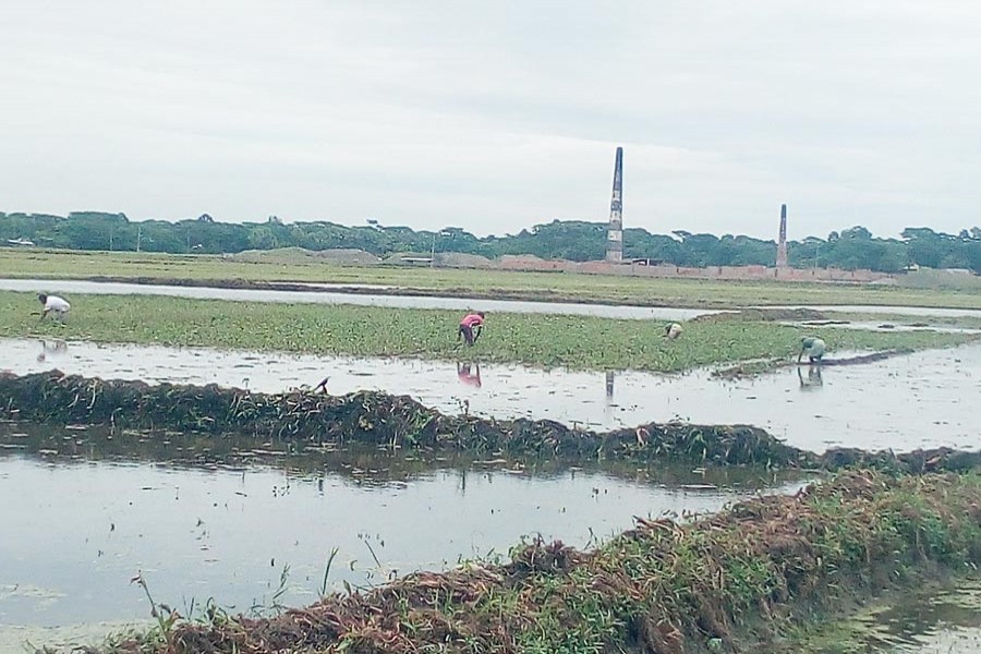 Farmers working in their field in Karargati under Gopalganj Sadar on Sunday — FE Photo