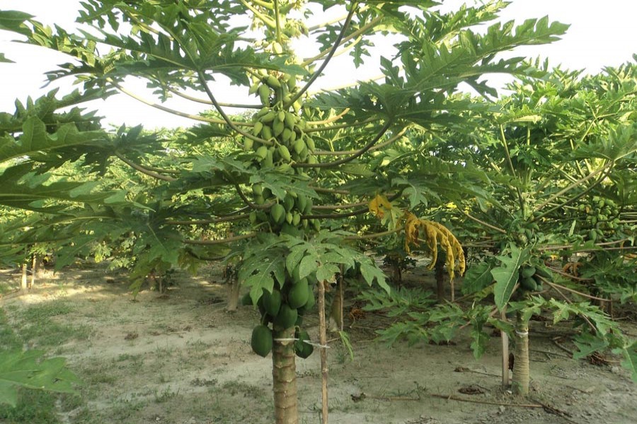 A partial view of a papaya orchard under Joypurhat Sadar — FE Photo