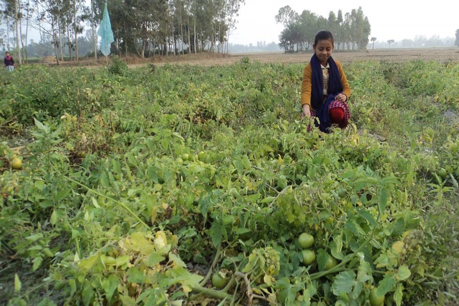 A view of a tomato field in Pashchim Alihali village under Dupchanchia upazila of Bogura — FE Photo