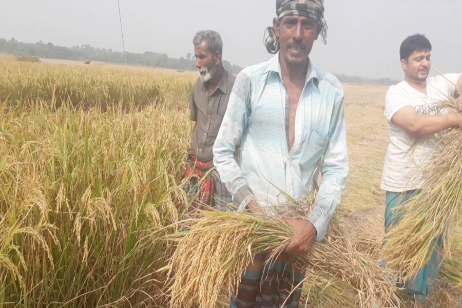 JHENIDAH: Growers cutting T-Aman at a field in Kuthi Durgapur village under Jhenidah Sadar — FE Photo