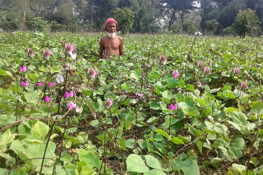 RANGPUR: A farmer seen at a bean field at Rupshi Village of Ranipukur Union under Mithapukur Upazila in Rangpur — FE Photo