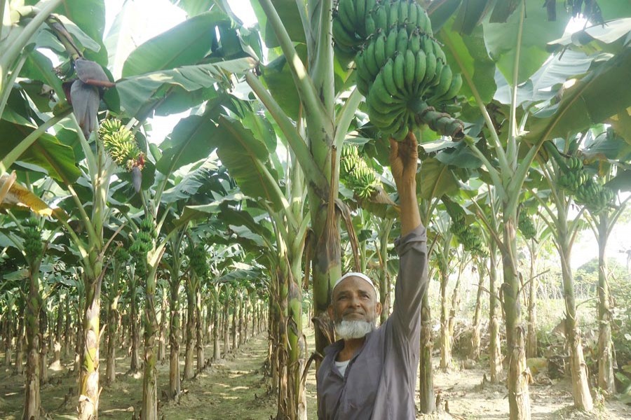 MAGURA: Mominuddin seen working in his banana orchard in Norihati village under Magura Sadar upazila — FE Photo