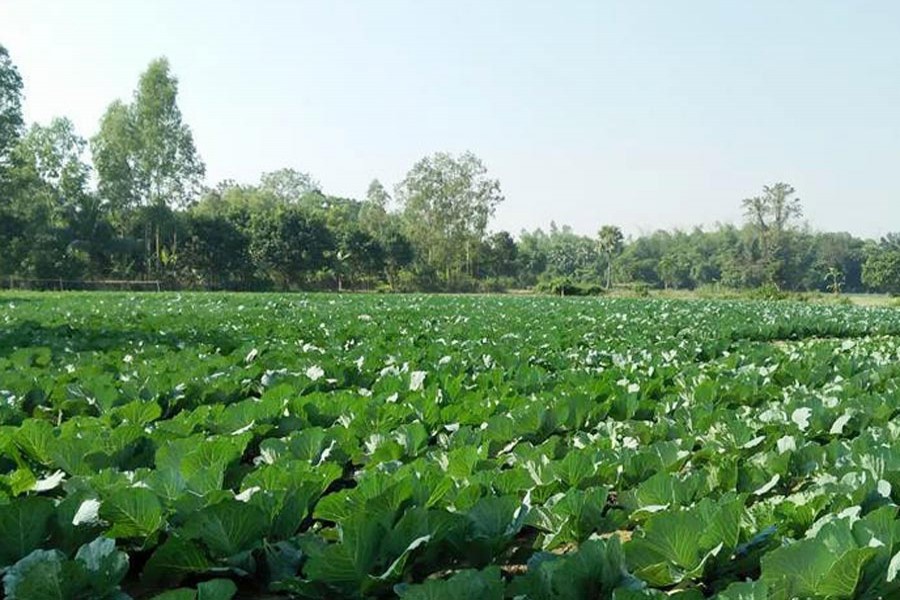 A view of a cabbage field at Badalgachi Upazila in Naogaon district — FE Photo