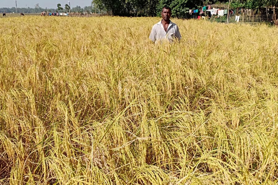 A farmer seen at his aromatic rice field in Nazirhat area of Rangpur district — FE Photo
