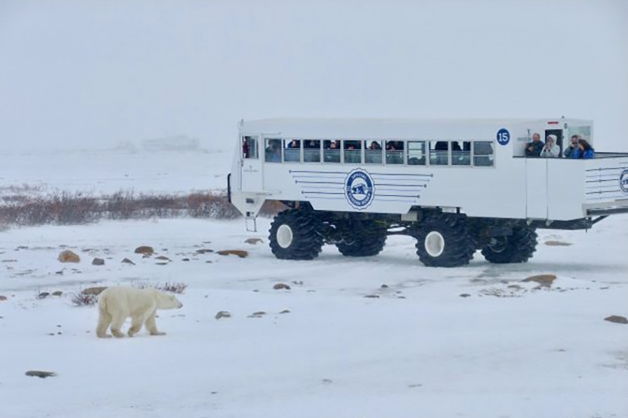 Tourists on a Tundra Buggy watch a polar bear in Churchill, Manitoba, Canada. Much of the area around Churchill is under protection as a national park and tourism company Frontiers North Adventures has limited their growth to minimise impacts. — IPS