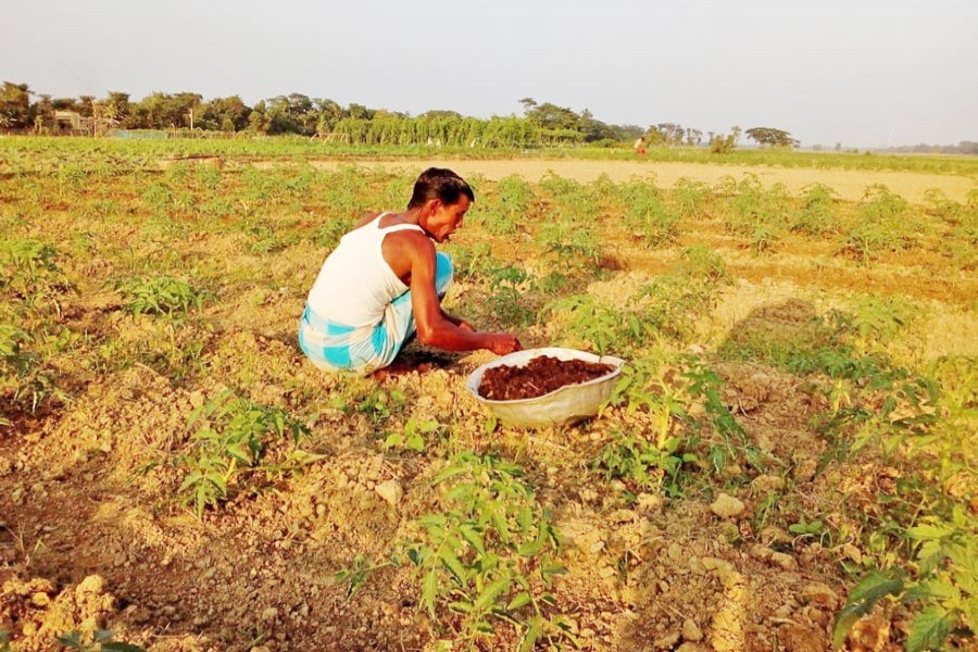 A farmer taking care of his winter vegetable plot in Sylhet Sadar on Tuesday — FE Photo