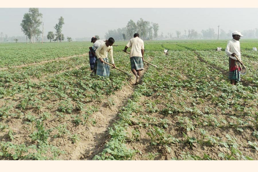 Farm labourers working in a potato field under Dupchanchia upazila of Bogura on Wednesday — FE Photo