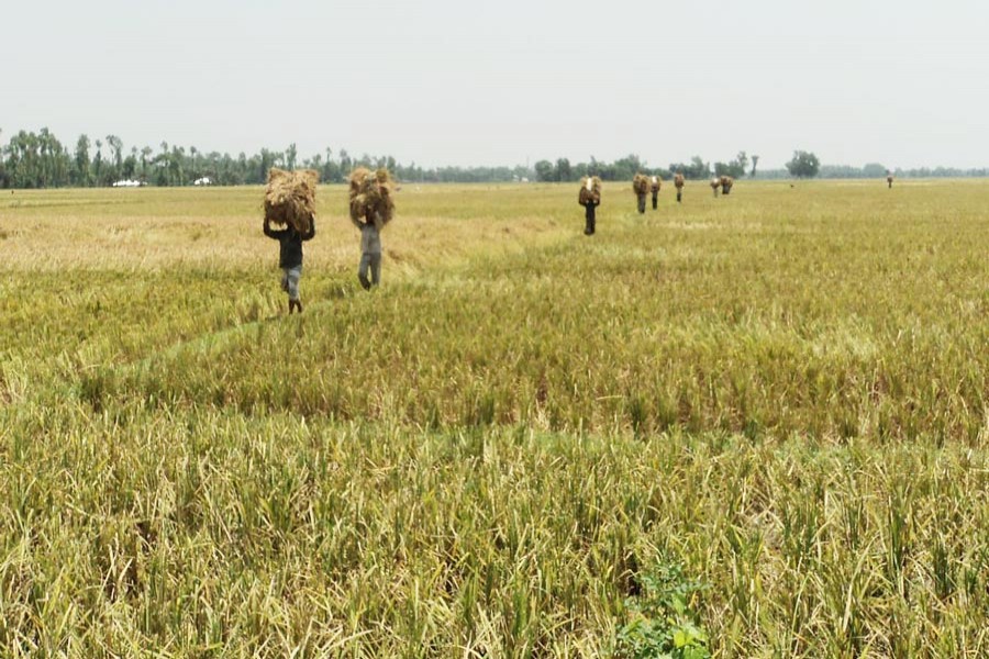 Farmers on their way back home with newly-harvested T-Aman paddy in Kazipur upazila of Sirajganj on Thursday — FE Photo
