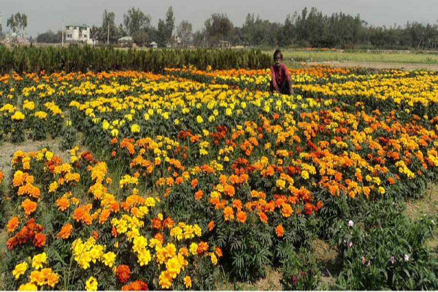 A farmer taking care of his marigold field in Shibganj upazila of Bogura on Saturday — FE Photo