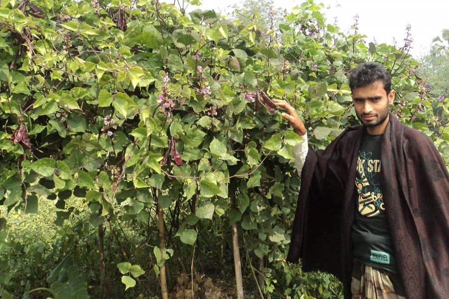 A bean grower showing his produce at a field in Khetlal upazila of Joypurhat on Monday — FE Photo