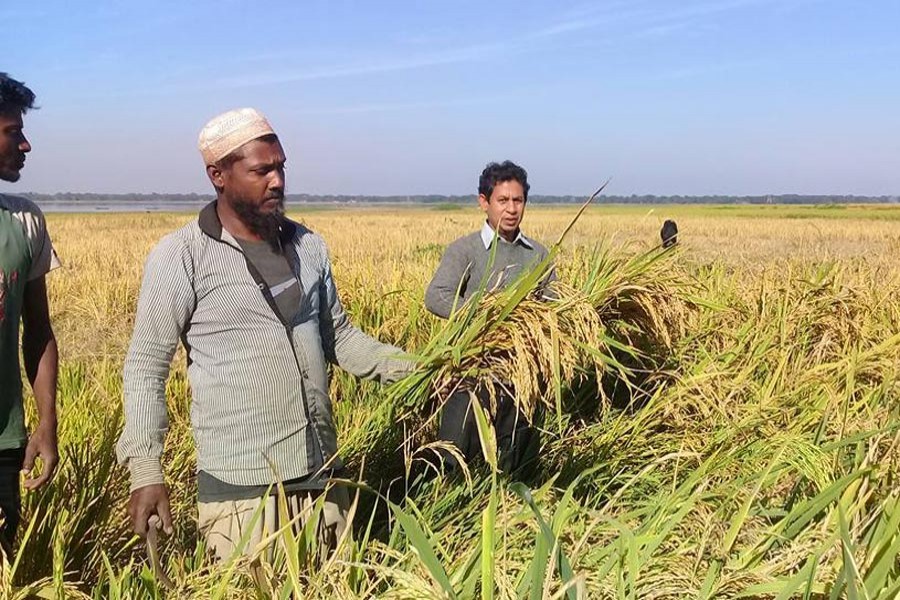 Farmers harvesting T-Aman paddy at a field in Sylhet on Monday — FE Photo
