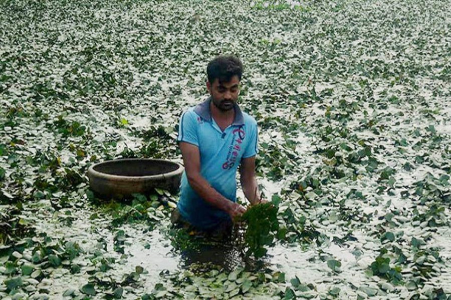 A water chestnut grower harvesting his produce in a water body in Nandigram upazila of Bogura on Tuesday — FE Photo