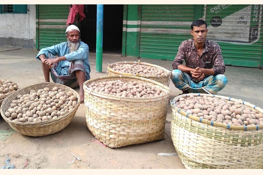 Two potato seed traders waiting for customers in a market under Shibganj upazila of Bogura on Wednesday — FE Photo