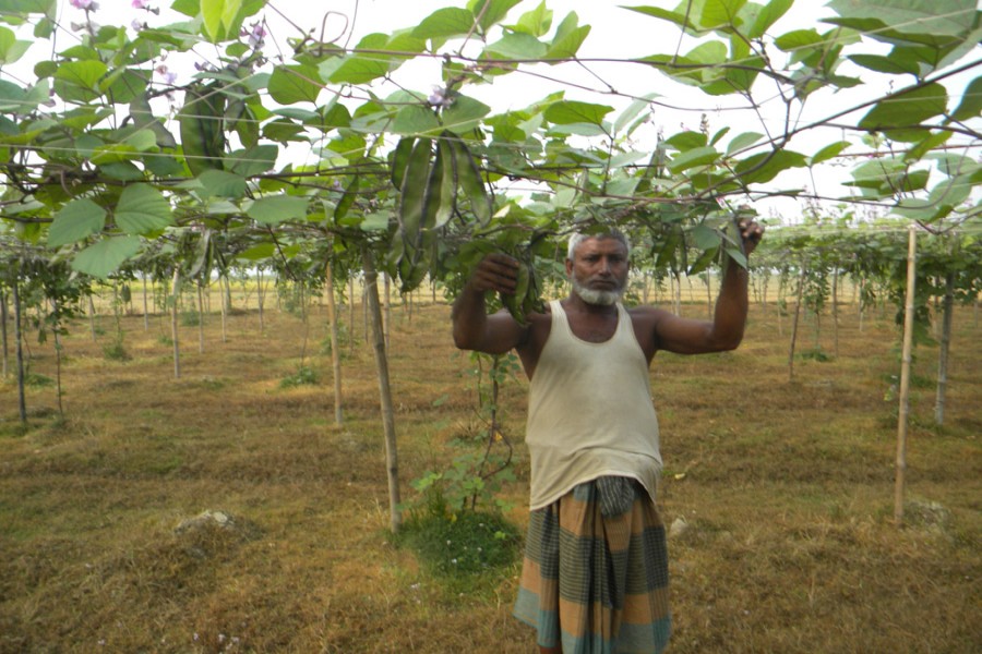 A farmer taking care of his bean field under Derai upazila of Sunamganj on Saturday — FE Photo