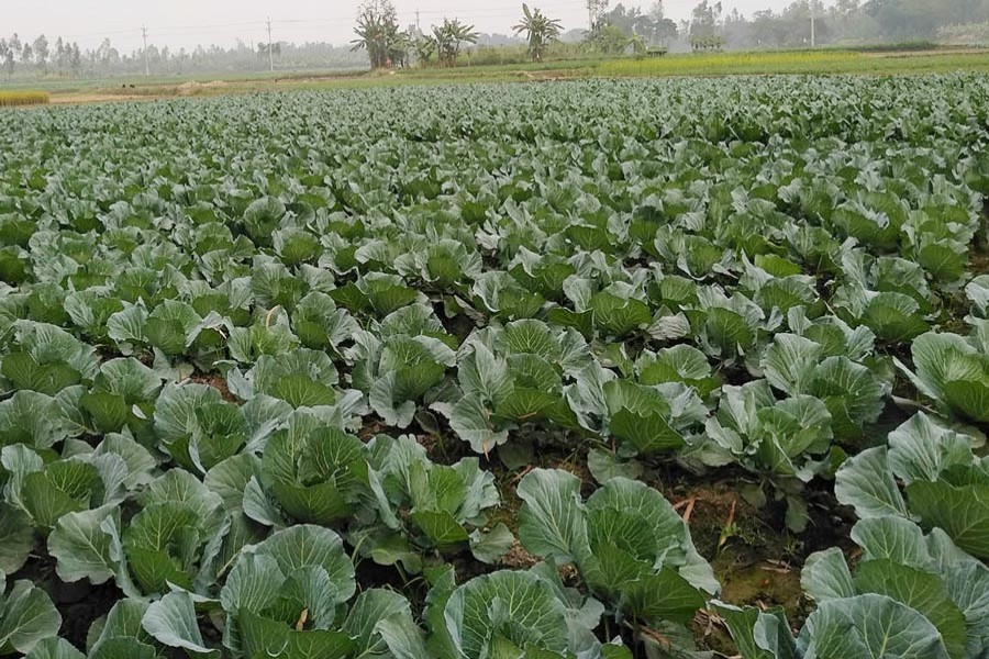 A view of a cabbage field in Shibganj upazila of Bogura — FE Photo