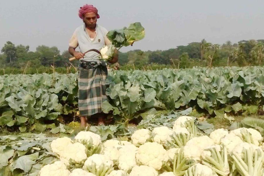 A cultivator working in a cauliflower field in Satkhira on Monday — UNB Photo