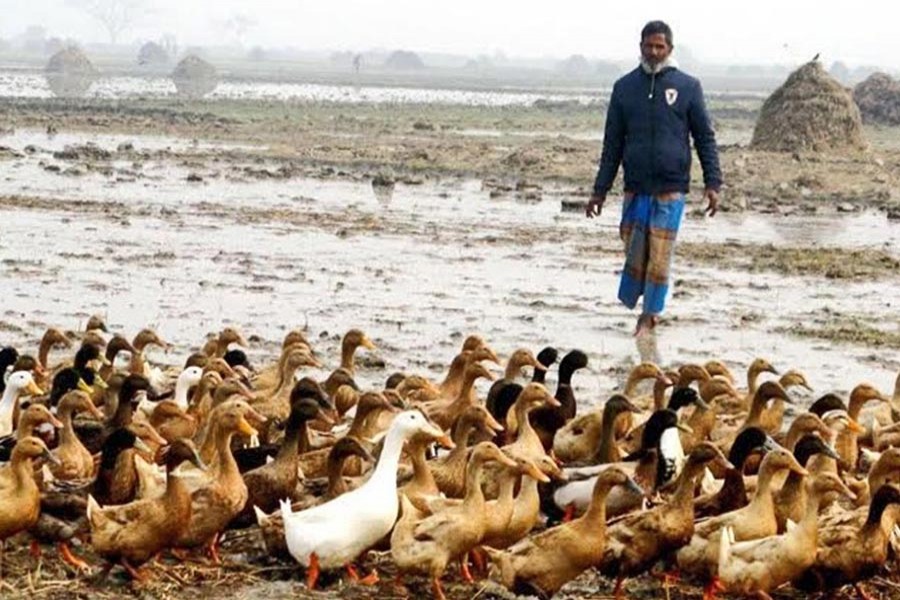 Shahidul Islam with his ducks on the bank of a local wet land in Atrai upazila of Naogaon — FE Photo