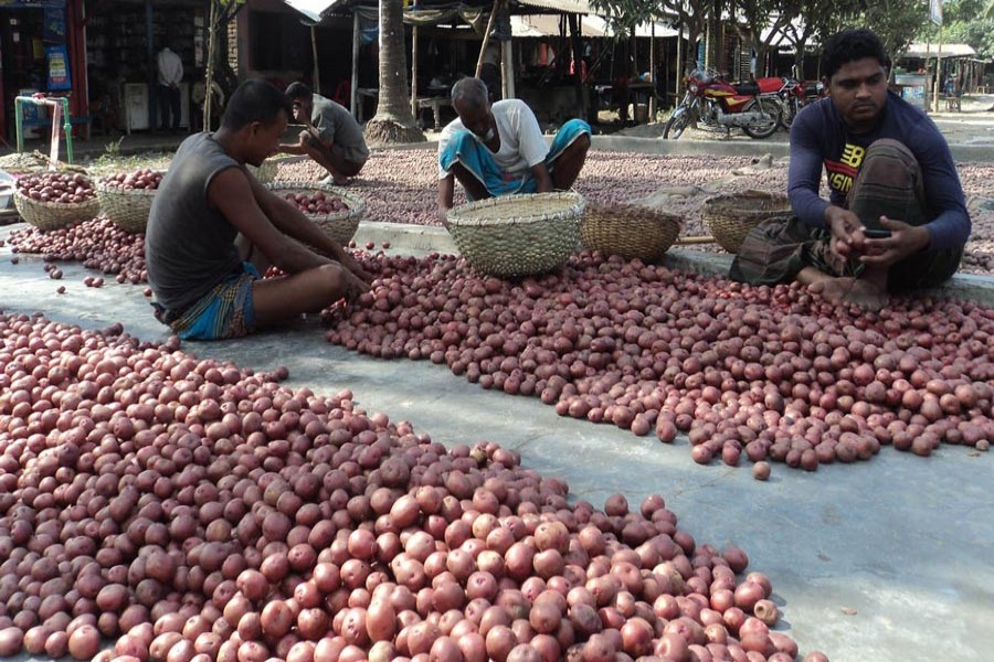 Workers sorting out potatoes in a wholesale market in Khetlal upazila of Joypurhat on Thursday — FE Photo