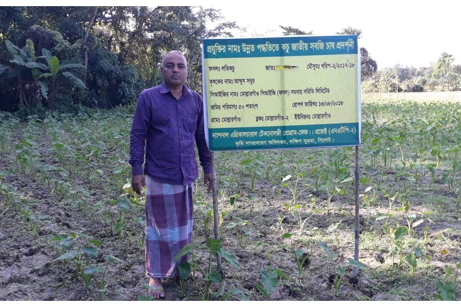 Farmer Abdus Sobur Sujam of Mollargaon under Dakshin Surma upazila in Sylhet showing his demonstration plot of creeper arum on Thursday — FE Photo
