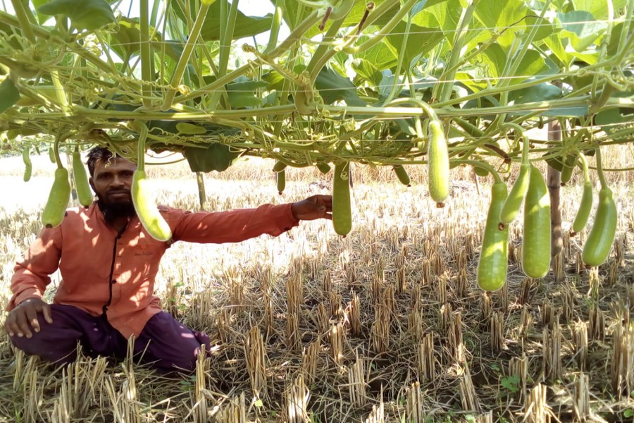 A farmer taking care of his bottle gourd field in Nakrirchar village of Raghunathpur union under Gopalganj Sadar on Saturday — FE Photo