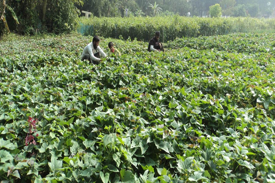A view of a sweet potato field in Akkelpur upazila of Joypurhat district — FE Photo