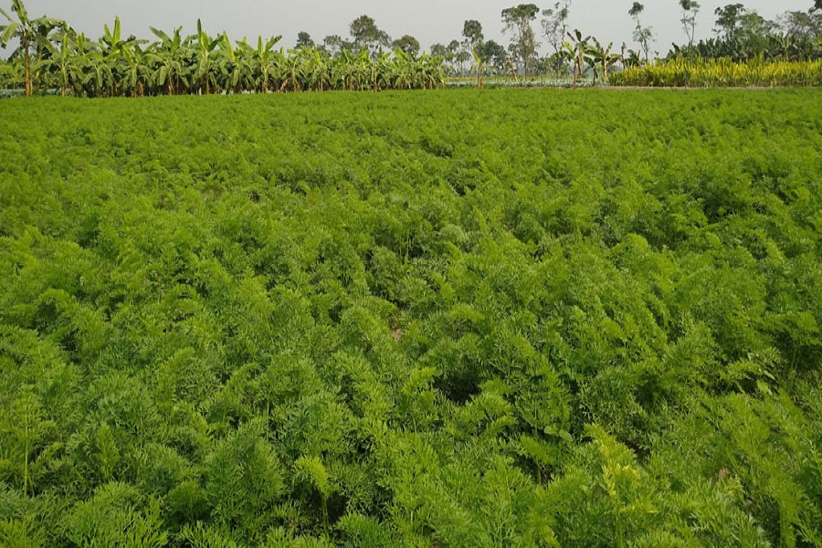 Black gram field at a village in Natore district — FE Photo